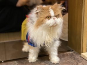 キャリコ　ねこカフェ　吉祥寺