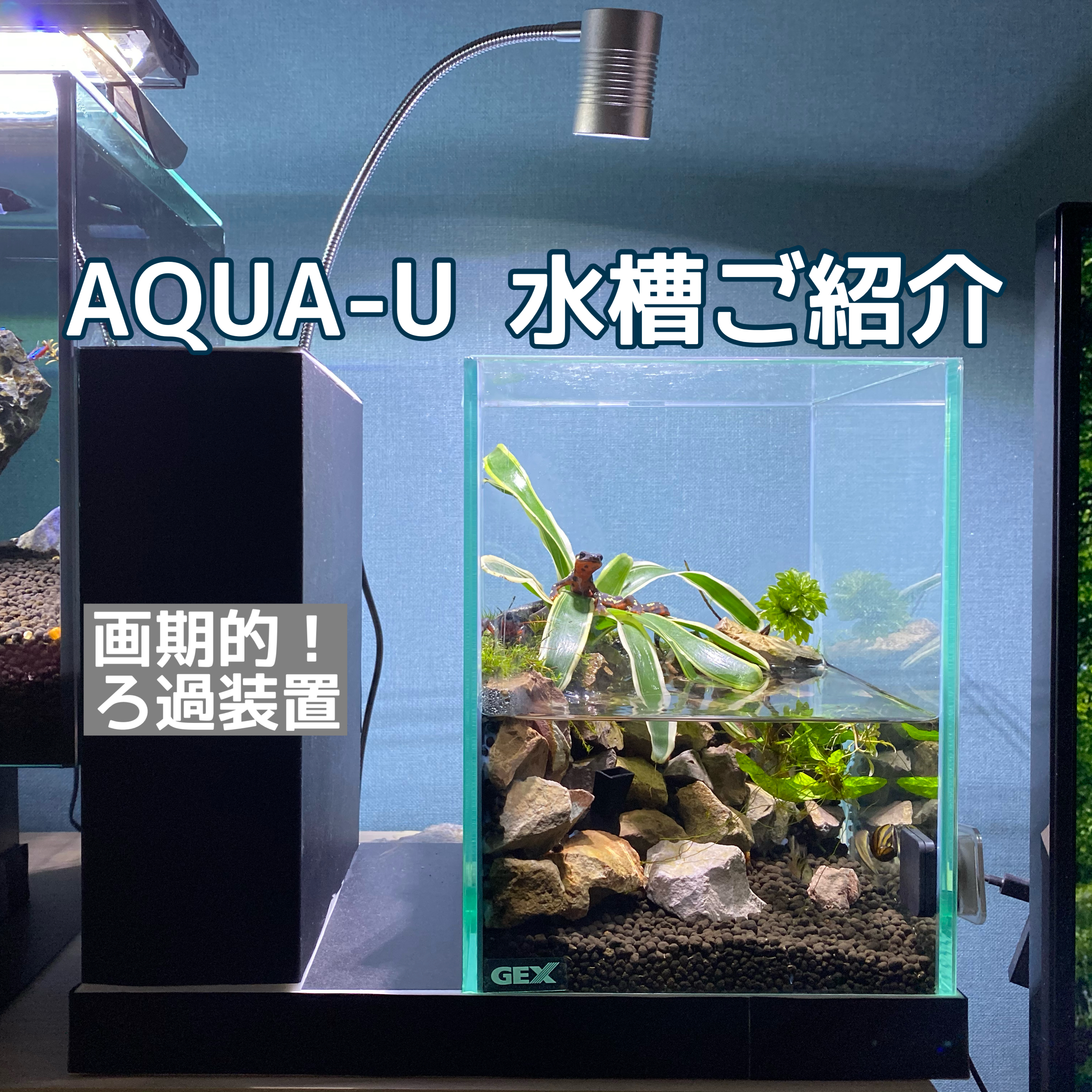 見た事ない コードレス水槽 Aquaーuご紹介 たんすいblog